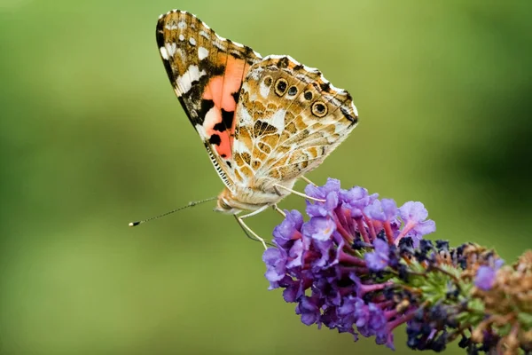 Oset Motyl Flora Fauna — Zdjęcie stockowe