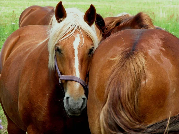 Chevaux Extérieur Jour — Photo