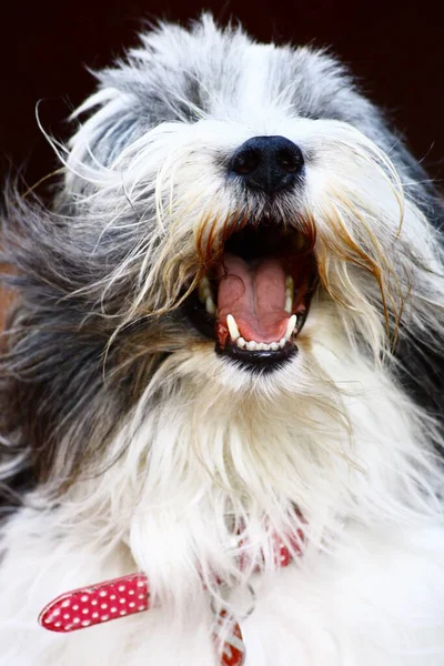 Retrato Cão Bonito — Fotografia de Stock