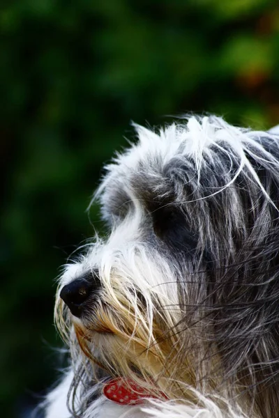 Malerischer Blick Auf Süße Welpen Hund — Stockfoto