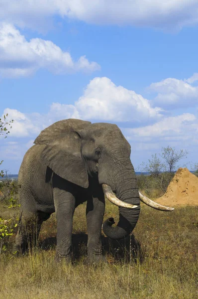 Afrikanischer Elefant Tier Natur Und Fauna — Stockfoto
