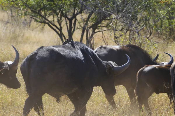 African Kaffer Buffalo South Africa — Stock Photo, Image