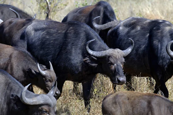 Africký Kaffer Buvol Jižní Africe — Stock fotografie