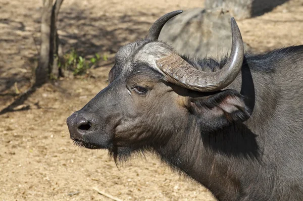 Büffel Der Natur Rinder — Stockfoto