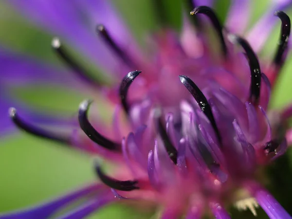 庭のピンクリリーの花 — ストック写真