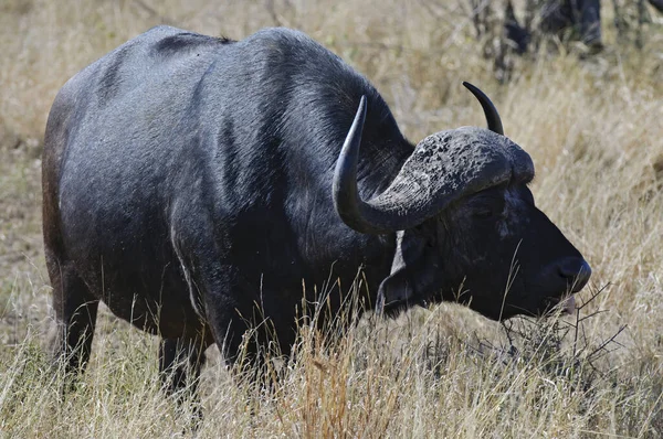 Buffeldjur Naturen Nötkreatur — Stockfoto