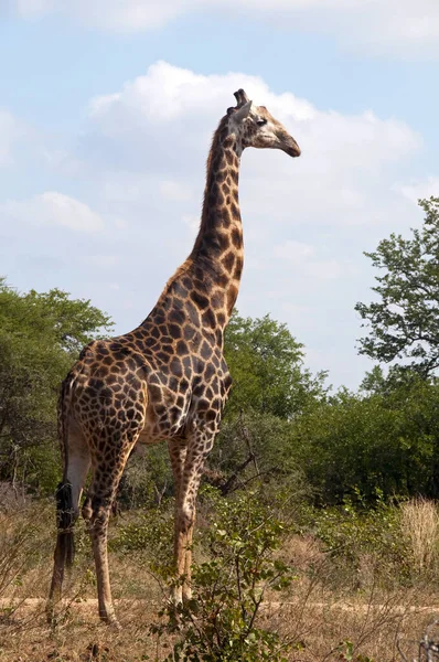 Жирафы Саванны Высокие Жирафы — стоковое фото