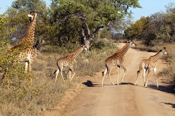 Żyrafy Savannah Żyrafy Wysokie — Zdjęcie stockowe