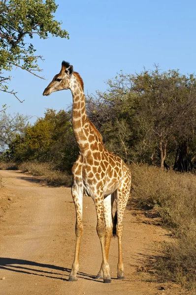 Junge Giraffe Südafrika — Stockfoto