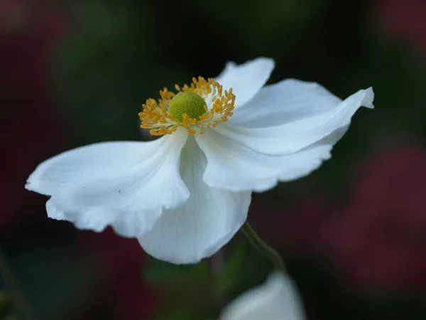 Witte Bloemen Tuin — Stockfoto