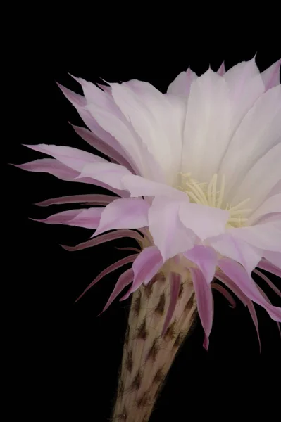 黒地に孤立したピンクの花 — ストック写真