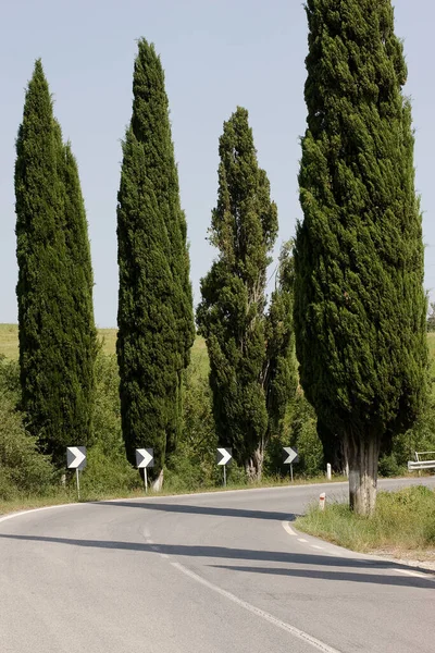 Estrada Através Ciprestes — Fotografia de Stock