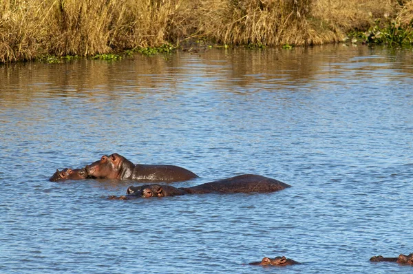 Hipopótamos Sudáfrica —  Fotos de Stock