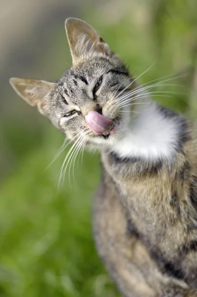 Portret Van Een Schattige Kat — Stockfoto