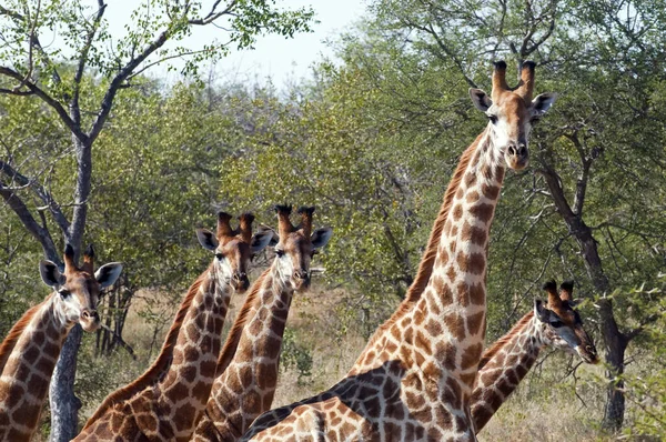 Savannah Giraffe Dieren Grote Giraffen — Stockfoto