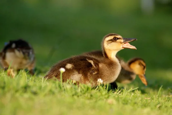 Aussichtsreiche Aussicht Auf Schöne Vögel Der Natur — Stockfoto