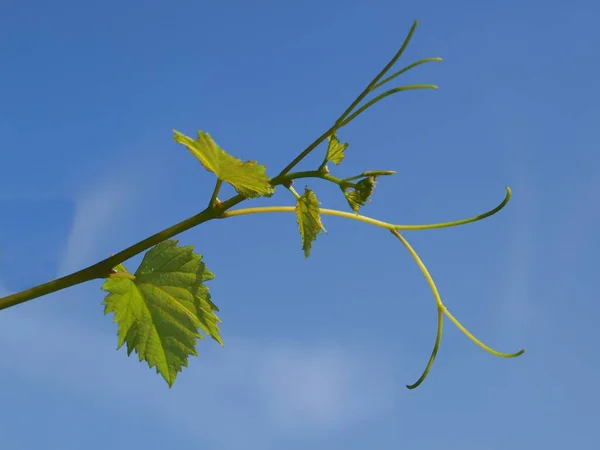 Jeunes Feuilles Vertes Cépage Printemps — Photo