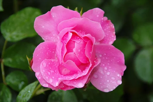 Petali Fiori Rosa Flora — Foto Stock