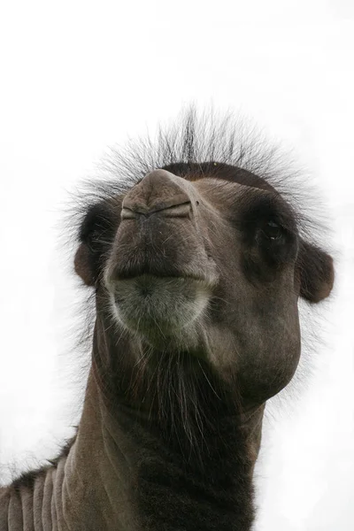 Kamel Tiere Tierwelt Tierporträt — Stockfoto