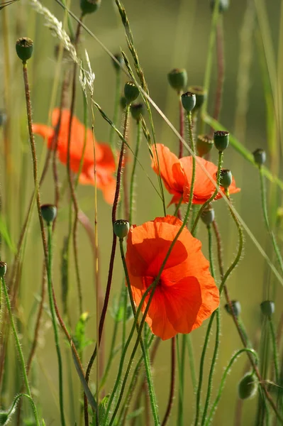 Field Flora Poppy Glower Botany Concept — Stock Photo, Image