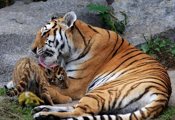 Tigre Mãe Com Criança — Fotografia de Stock