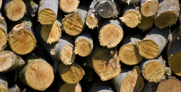 Dřevěné Komíny Dřevo Stromech — Stock fotografie