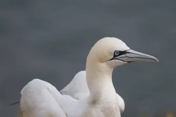 Seagull Flight Lake — Stock Photo, Image