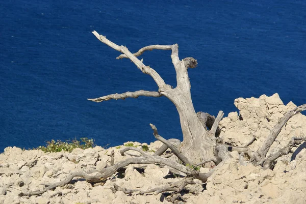 Strom Mrtvý Strom Mrtvý — Stock fotografie