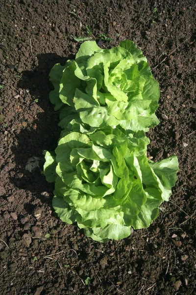 Frische Grüne Salatblätter — Stockfoto