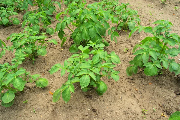 Planta Batata Planta Batata — Fotografia de Stock