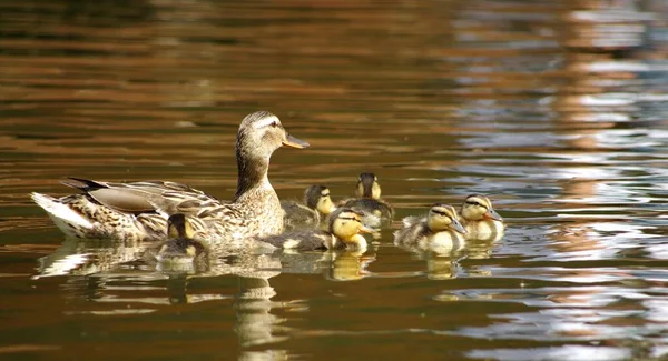 Family Duck Chicks Pond — Stock Photo, Image