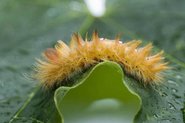 Gros Plan Bug Nature Sauvage — Photo