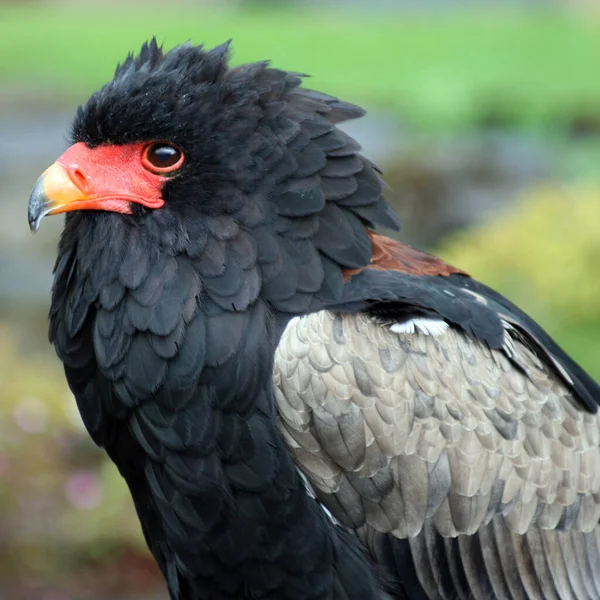 Vista Panorámica Hermoso Pájaro Naturaleza — Foto de Stock