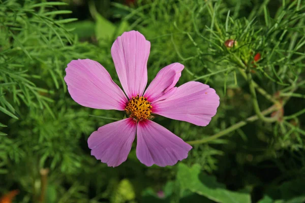 Fleurs Cosmos Dans Jardin — Photo