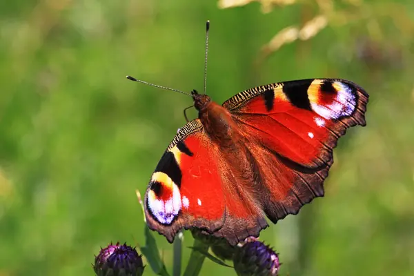 Peacock Eye Butterfly Flora Insect — Stock Photo, Image
