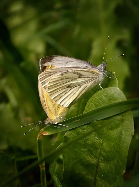 珍しい結婚式 キャベツの白とゾーニング蝶のペアアンドレアスのおかげで 彼の有用な悟りのために これはもちろんレモン蝶ではありません 残念なことに すでに私は特別な何かを撮影しているだろうと思った — ストック写真