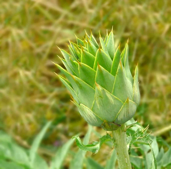 Artyčok Cynara Cardunculus Zelená Rostlina — Stock fotografie