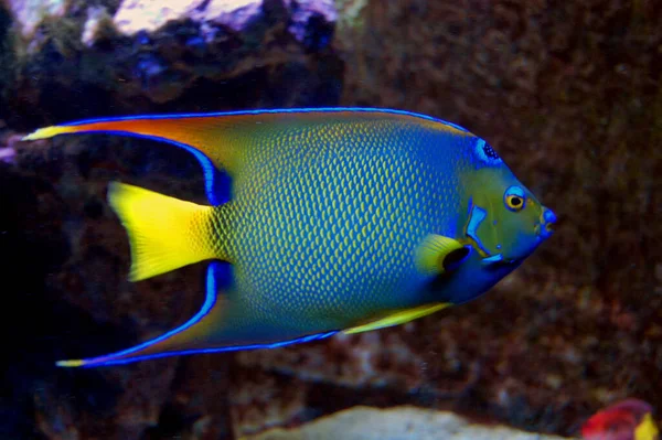 海底海洋生物照片 — 图库照片