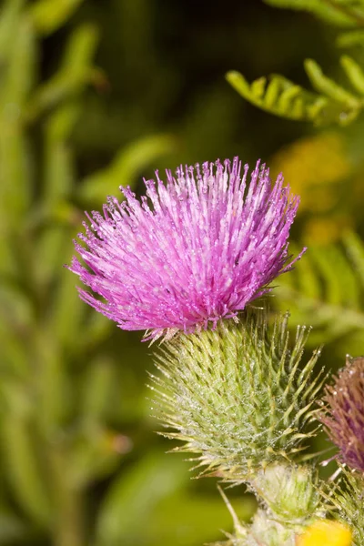 thistle wild field flower, flora and nature