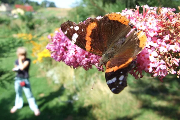 Nahaufnahme Von Wanzen Der Wilden Natur — Stockfoto