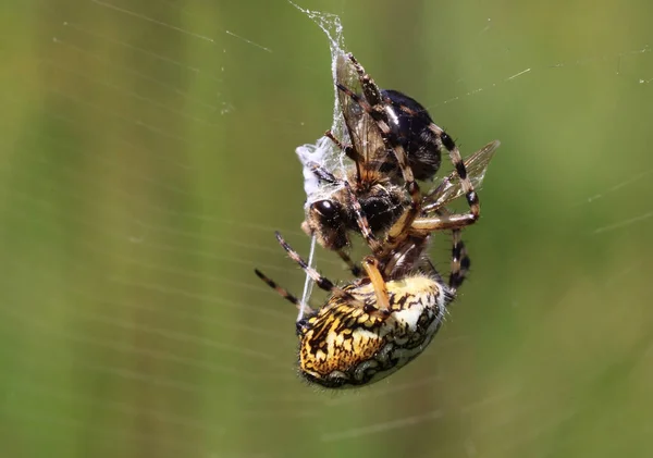 Nahaufnahme Von Käfer Der Natur — Stockfoto