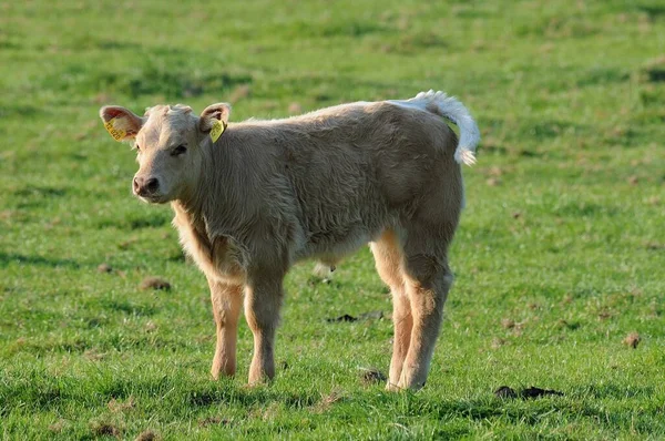 Cows Natural Landscape Selective Focus — Stock Photo, Image