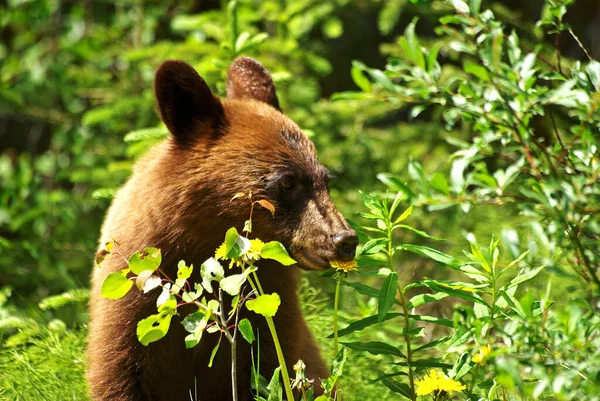 棕熊动物 — 图库照片