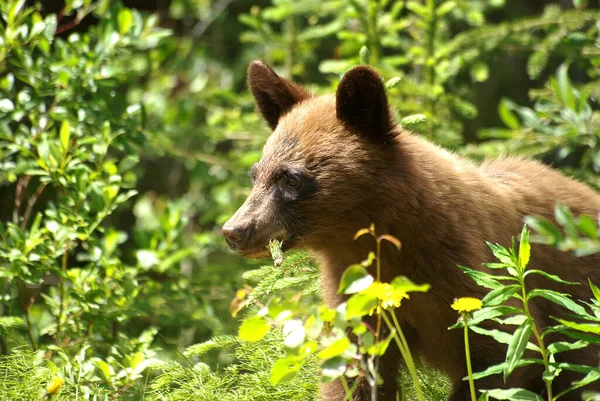 Barna Medve Állat Grizzly — Stock Fotó