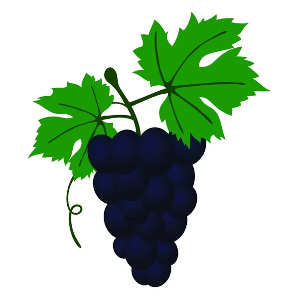 Плоский Дизайн Иконки Винограда Цветах Векторная Иллюстрация — стоковый вектор