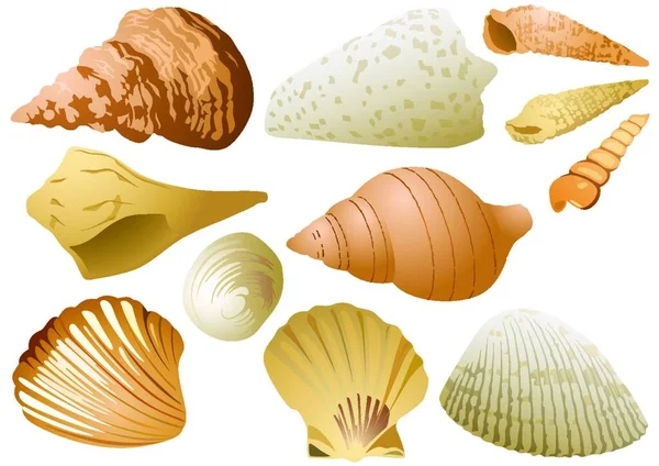 Odizolowany Zestaw Seashell Białym Tle Kolorowe Ilustracje Podwodnego Życia Wektor — Wektor stockowy