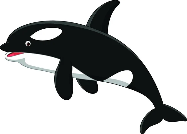 Cartoon Orca Izolované Bílém Pozadí — Stockový vektor