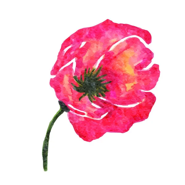 Aquarelle Fleur Pavot Isolée Sur Fond Blanc Format Vectoriel — Image vectorielle