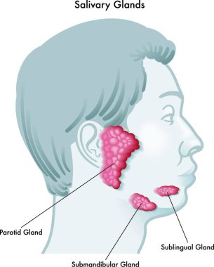 Vector illustration diagram of a face in profile noting the salivary glands and their locations, isolated on a white background. clipart