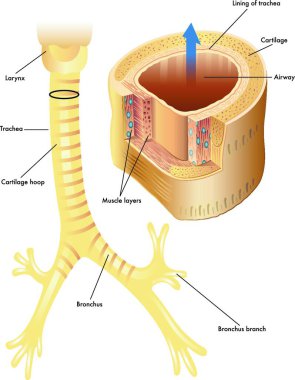 vector medical illustration of the anatomy of the trachea clipart